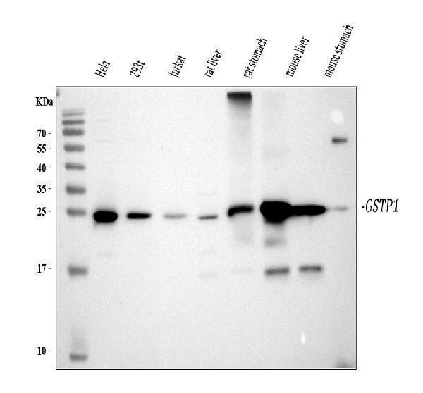 a00394 gst3 primary antibodies wb testing 1_1