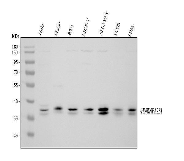 a00396 1 hnrnpa2b1 primary antibodies wb testing 1