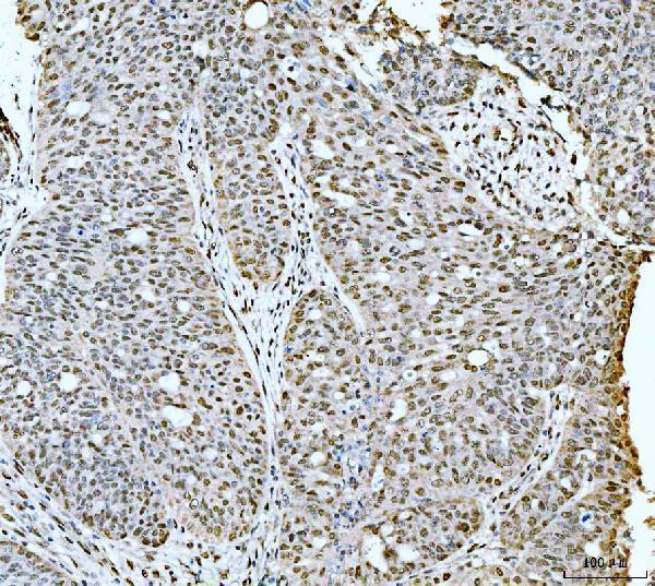 a00397 tp53bp1 primary antibodies ihc testing 4