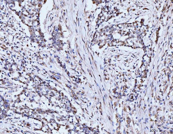 a00397 tp53bp1 primary antibodies ihc testing 5