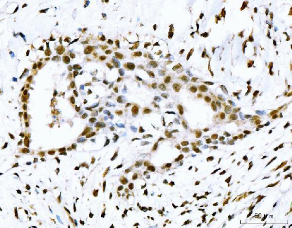 a00397 tp53bp1 primary antibodies ihc testing 6