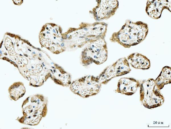 a00397 tp53bp1 primary antibodies ihc testing 7