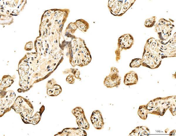 a00397 tp53bp1 primary antibodies ihc testing 8