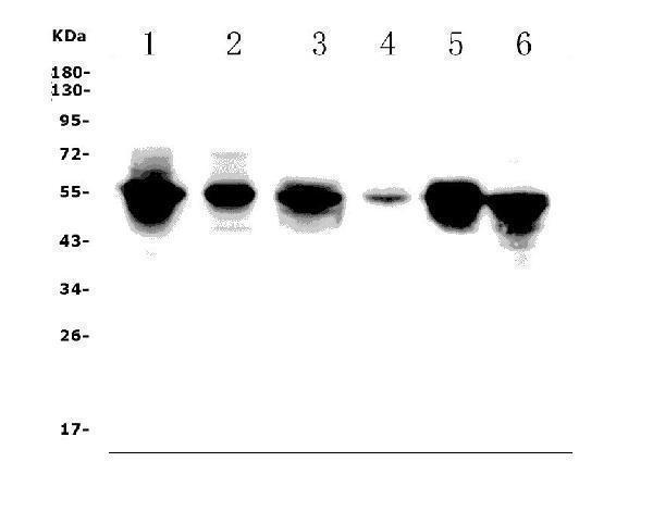 a00399 fli1 primary antibodies wb testing 1