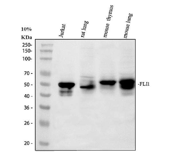 Western blot analysis of FLI1 using anti-FLI1 antibody (A00399)