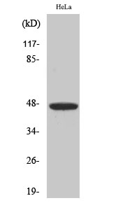 a00401 1 irf4 primary antibodyes wb testing 1