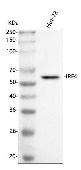 a00401 2 irf4 primary antibodies wb testing 1