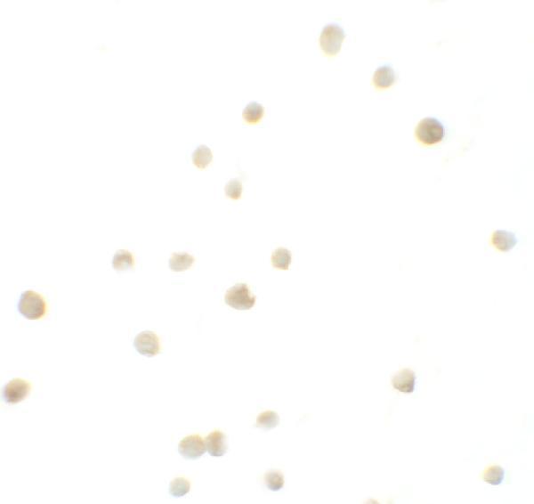 a00401 irf4 primary antibodies icc testing 2