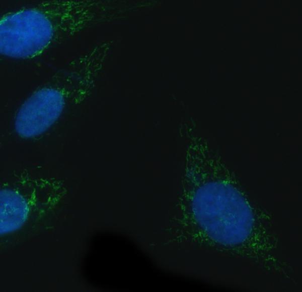 a00403 nox4 primary antibodies if testing 2