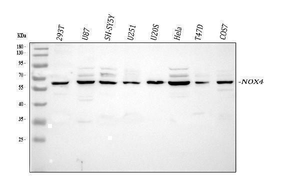 a00403 nox4 primary antibodies wb testing 1