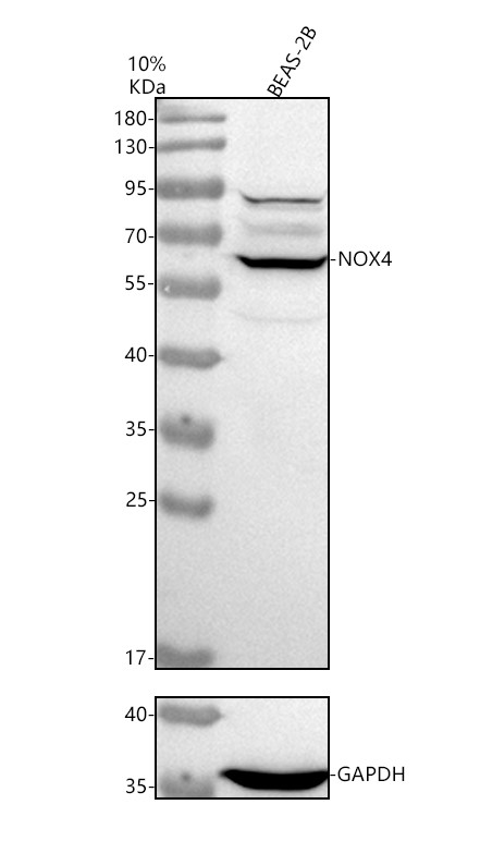 a00403 nox4 primary antibodies wb testing 2_1