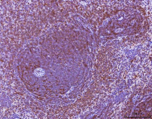  IHC analysis of Ccl3 using anti-Ccl3 antibody (A00405-3)