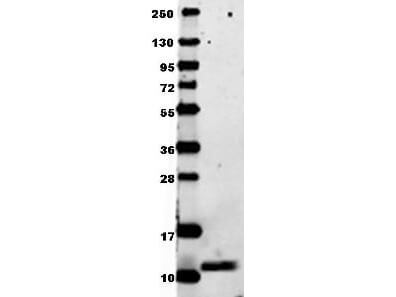 Anti-mouse MIP-1a in western blot shows detection of recombinant mouse MIP-1a/Ccl3  raised in  E