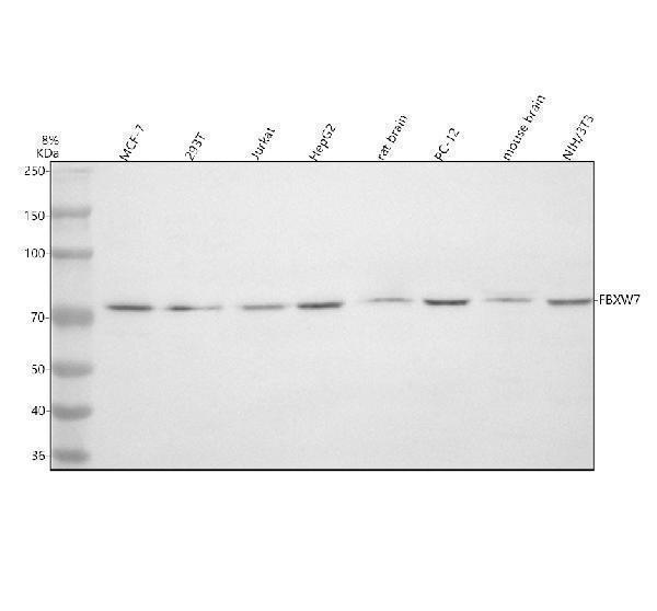  Western blot analysis of FBXW7 using anti-FBXW7 antibody (A00406-2)