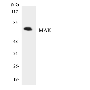 a00407 mak primary antibodies wb testing 1