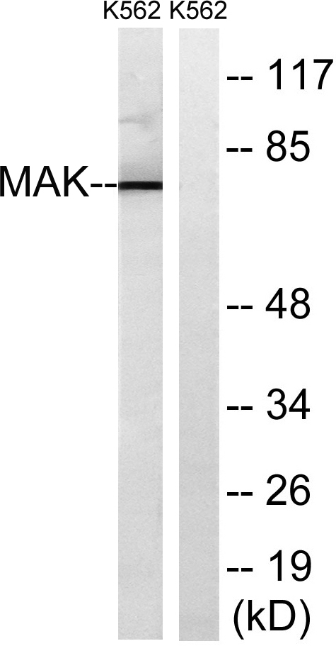 a00407 mak primary antibodies wb testing 2
