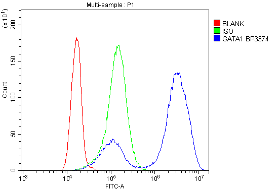  Flow Cytometry analysis of K562 cells using anti- GATA1 antibody (A00408-2)