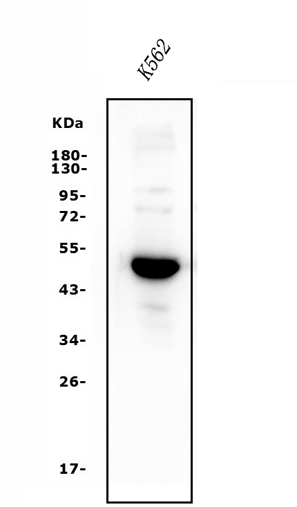  Western blot analysis of GATA1 using anti-GATA1 antibody (A00408-2)