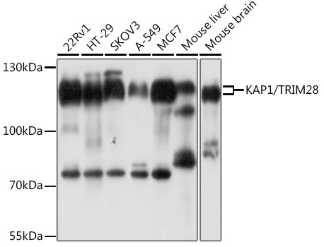 Western blot analysis of extracts of various cell lines, using KAP1/KAP1/TRIM28 antibody  at 1:1000 dilution