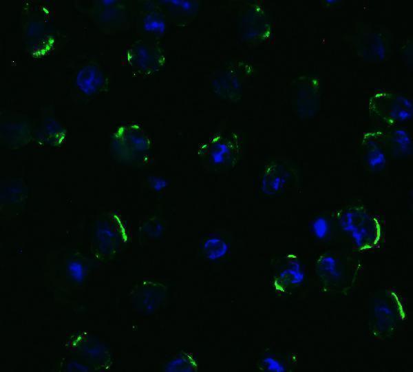 a00410 2 tnfrsf10b primary antibodies if testing 7