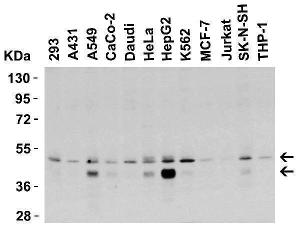 a00410 2 tnfrsf10b primary antibodies wb testing 1