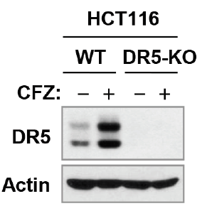 a00410 2 tnfrsf10b primary antibodies wb testing 12