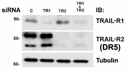 a00410 2 tnfrsf10b primary antibodies wb testing 13