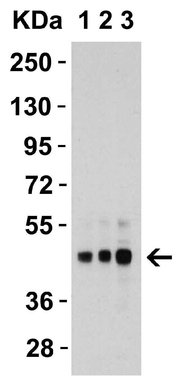 a00410 2 tnfrsf10b primary antibodies wb testing 2