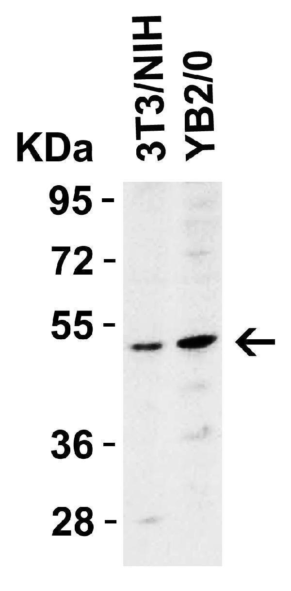 a00410 2 tnfrsf10b primary antibodies wb testing 3