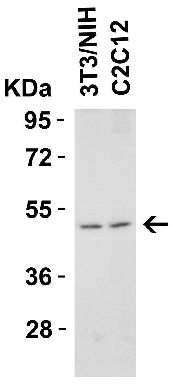 a00410 2 tnfrsf10b primary antibodies wb testing 4