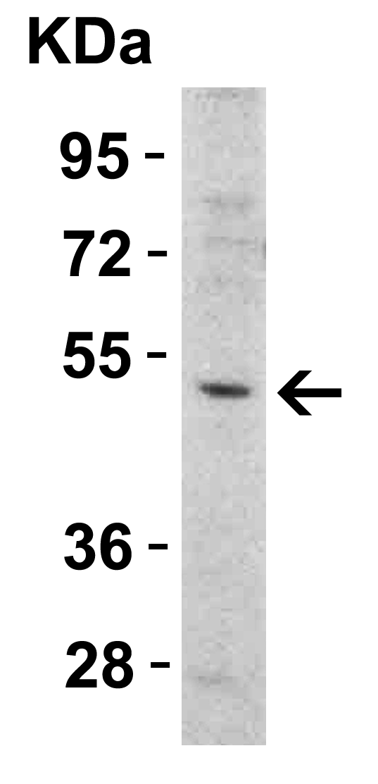 a00410 2 tnfrsf10b primary antibodies wb testing 5