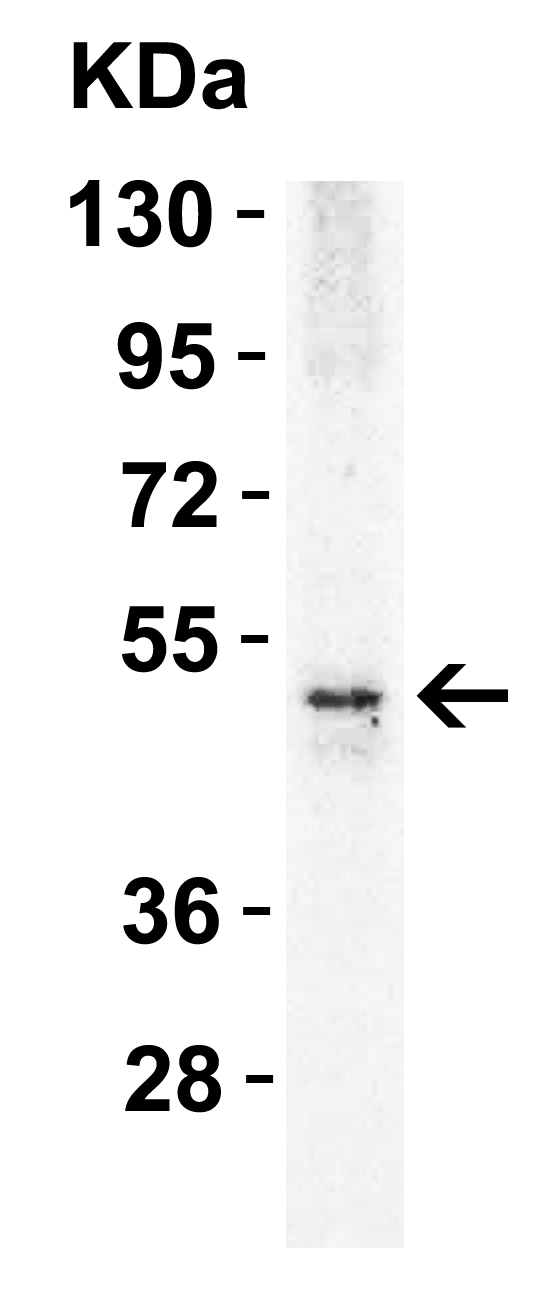 a00410 2 tnfrsf10b primary antibodies wb testing 6