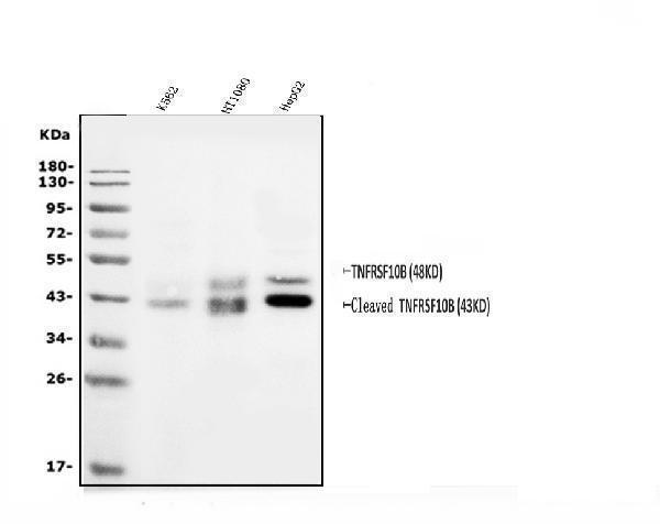a00410 3 tnfrsf10b primary antibodies wb testing 1