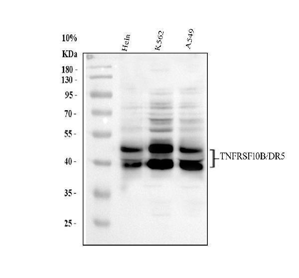 a00410 dr5 primary antibodies wb testing 1