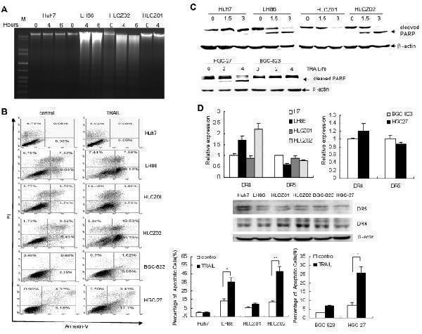 a00410 oncotarget 05 4959 g001