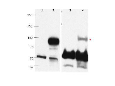 a00412 2 prdm1 primary antibodies wb testing 3