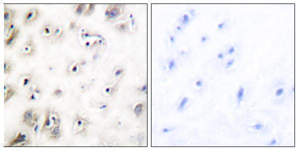 a00414 iapp primary antibodies ihc testing 1