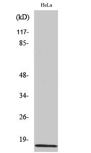 a00414 iapp primary antibodies wb testing 2
