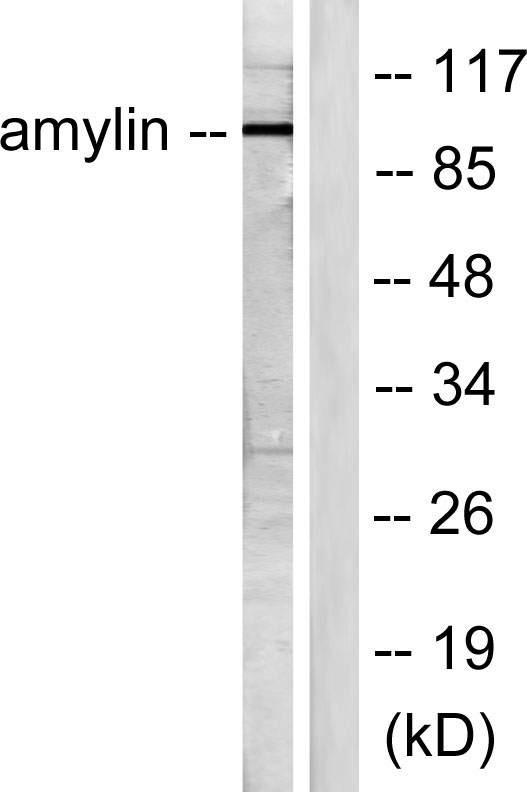 a00414 iapp primary antibodies wb testing 3