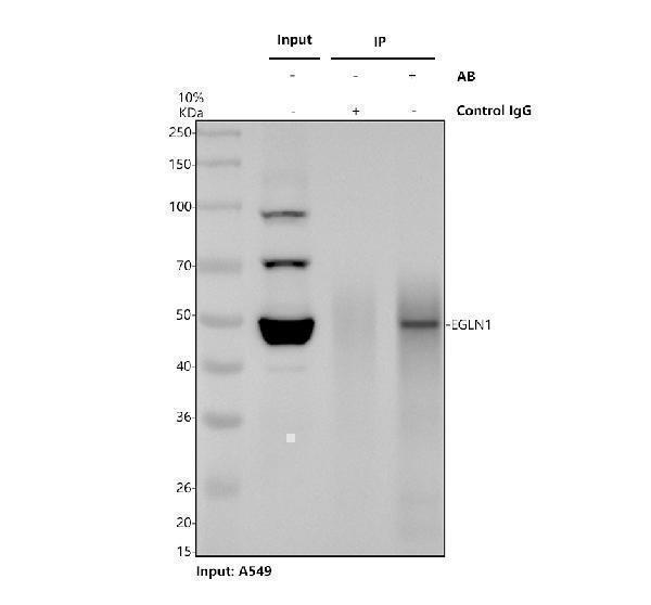Immunoprecipitating PHD2/EGLN1 in A549 whole cell lysate