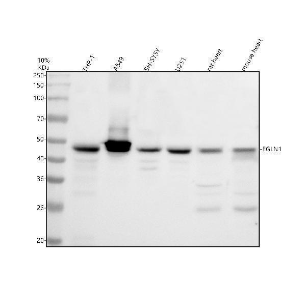 Western blot analysis of PHD2/EGLN1 using anti-PHD2/EGLN1 antibody (A00415-1)