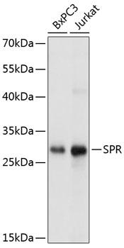 Western blot analysis of extracts of various cell lines, using SPR Antibody  at 1:1000 dilution