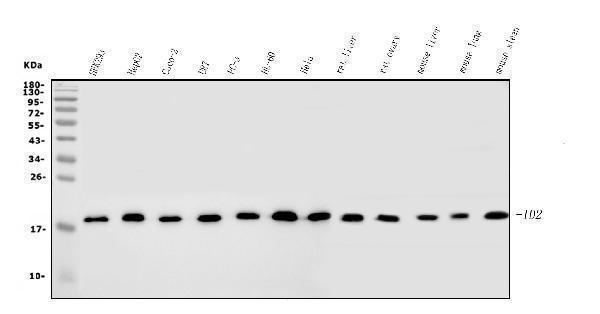 a00417 3 id2 primary antibodies wb testing 1