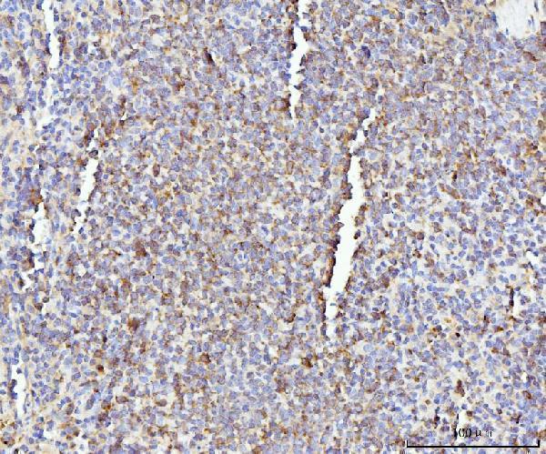  IHC analysis of IL-17A/Il17a using anti-IL-17A/Il17a antibody (A00421-3)