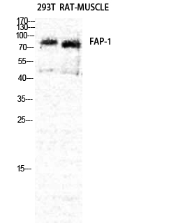 Western blot analysis of RAT-MUSCLE 293T cells using Seprase Polyclonal Antibody diluted at 1：2000