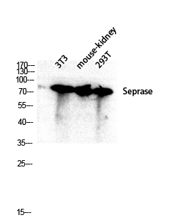 Western blot analysis of 3T3 mouse-kidney 293T lysis using Seprase antibody