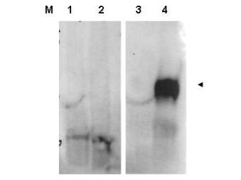 a00422 fap primary antibodies wb testing 1