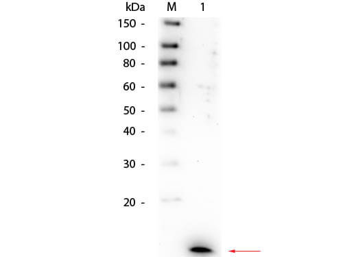 Western Blot of Rabbit anti-Human IL-8 Antibody