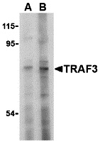 a00424 1 traf3 primary antibodies wb testing 1