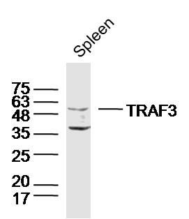 a00424 2 traf3 primary antiboties wb testing 1